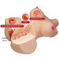CRAZY BULL Emma Realistic Female Torso with Vaginal and Anal Openings, 4,8 kg – image 7