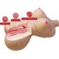 CRAZY BULL Realistic Female Torso for Vaginal and Anal Use, 5 kg – image 7