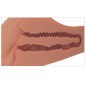 Realistic 360° masturbator PDX PLUS+ for vaginal and anal use – image 6